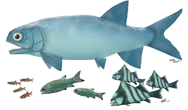 云南罗平首现大型肉食性基干新鳍鱼类，见证三叠纪海洋生物复苏